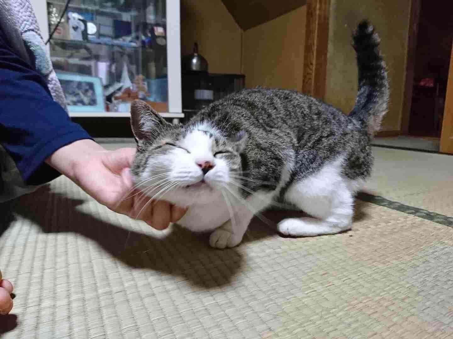 がるちゃん猫カフェ52号店 開店しました♪（初めての方も大歓迎!!）      
