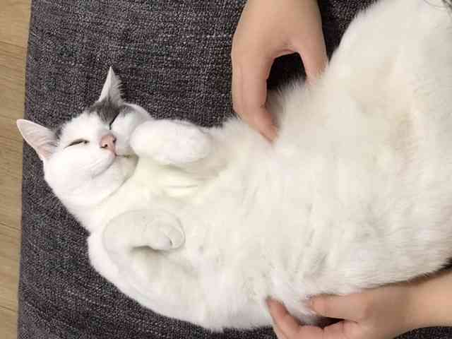 がるちゃん猫カフェ52号店 開店しました♪（初めての方も大歓迎!!）      