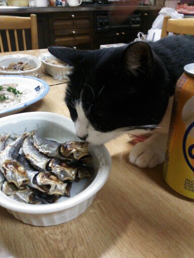 がるちゃん猫カフェ52号店 開店しました♪（初めての方も大歓迎!!）      