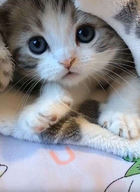 がるちゃん猫カフェ52号店 開店しました♪（初めての方も大歓迎!!）      