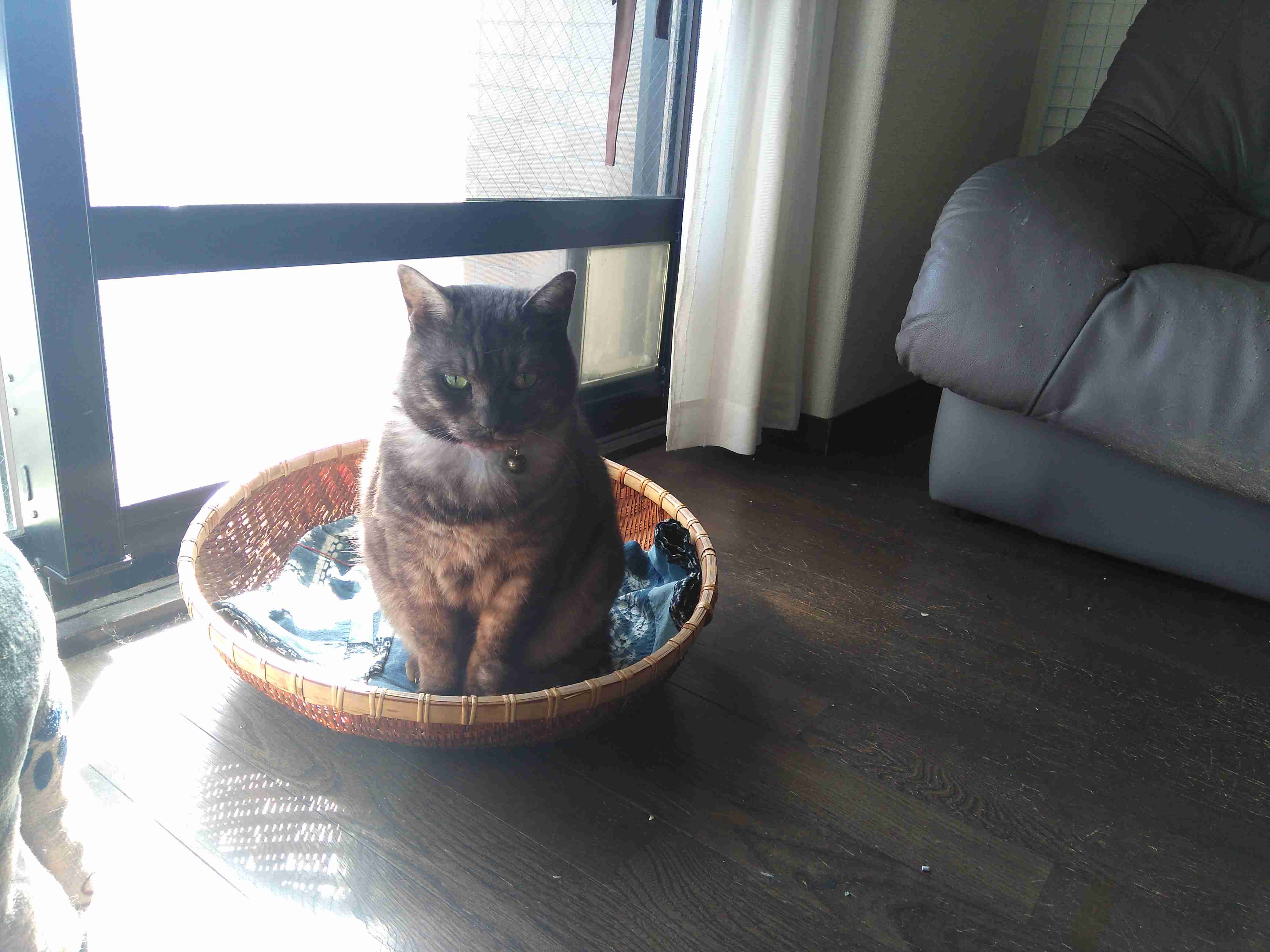 がるちゃん猫カフェ52号店 開店しました♪（初めての方も大歓迎!!）      