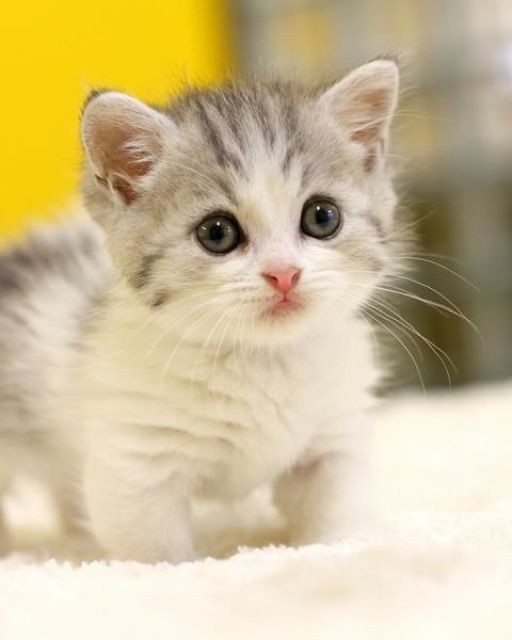 がるちゃん猫カフェ52号店 開店しました♪（初めての方も大歓迎!!）      