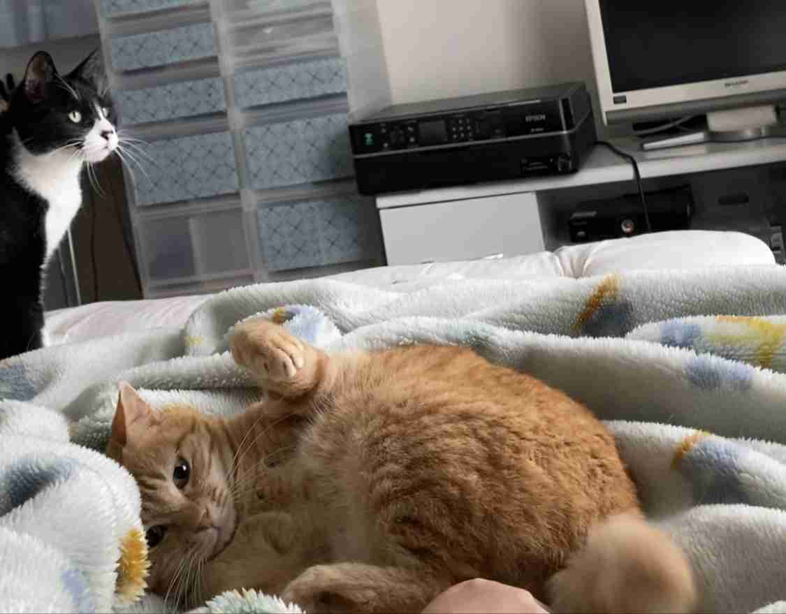 がるちゃん猫カフェ52号店 開店しました♪（初めての方も大歓迎!!）      