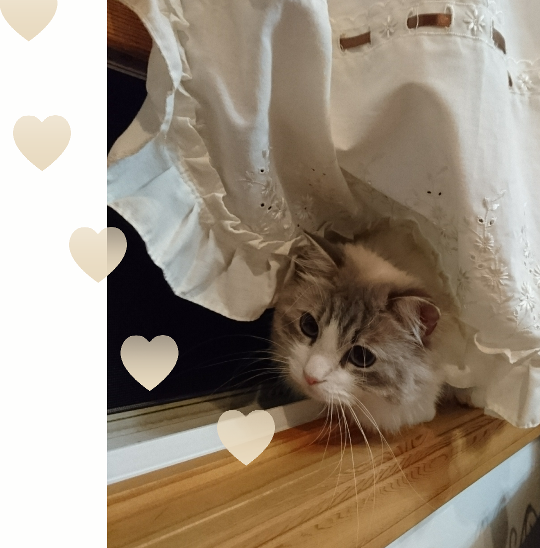 がるちゃん猫カフェ52号店 開店しました♪（初めての方も大歓迎!!）      