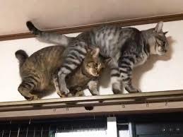 がるちゃん猫カフェ52号店 開店しました♪（初めての方も大歓迎!!）      