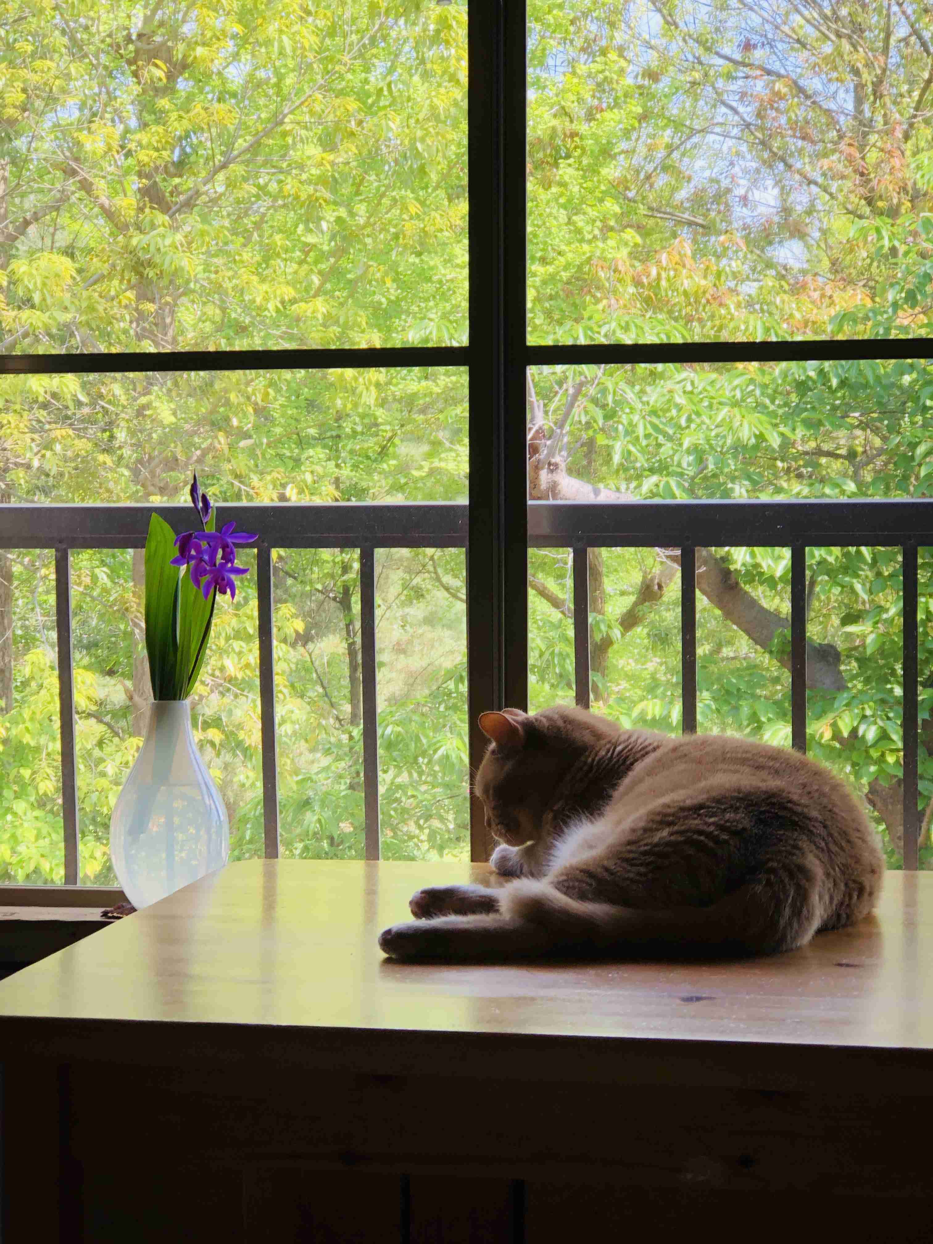 がるちゃん猫カフェ52号店 開店しました♪（初めての方も大歓迎!!）      
