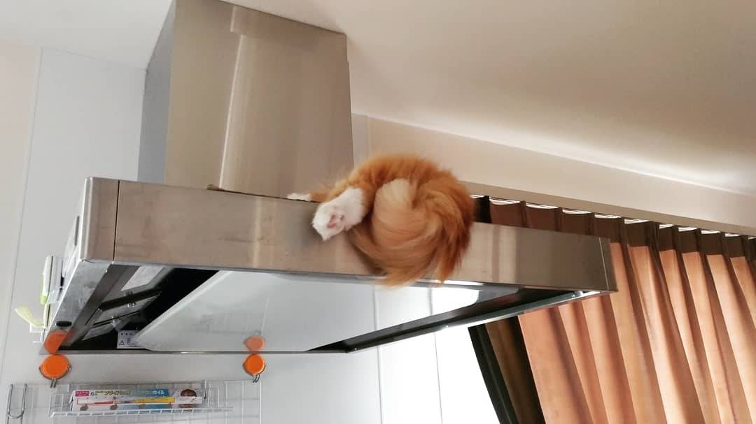 がるちゃん猫カフェ52号店 開店しました♪（初めての方も大歓迎!!）      