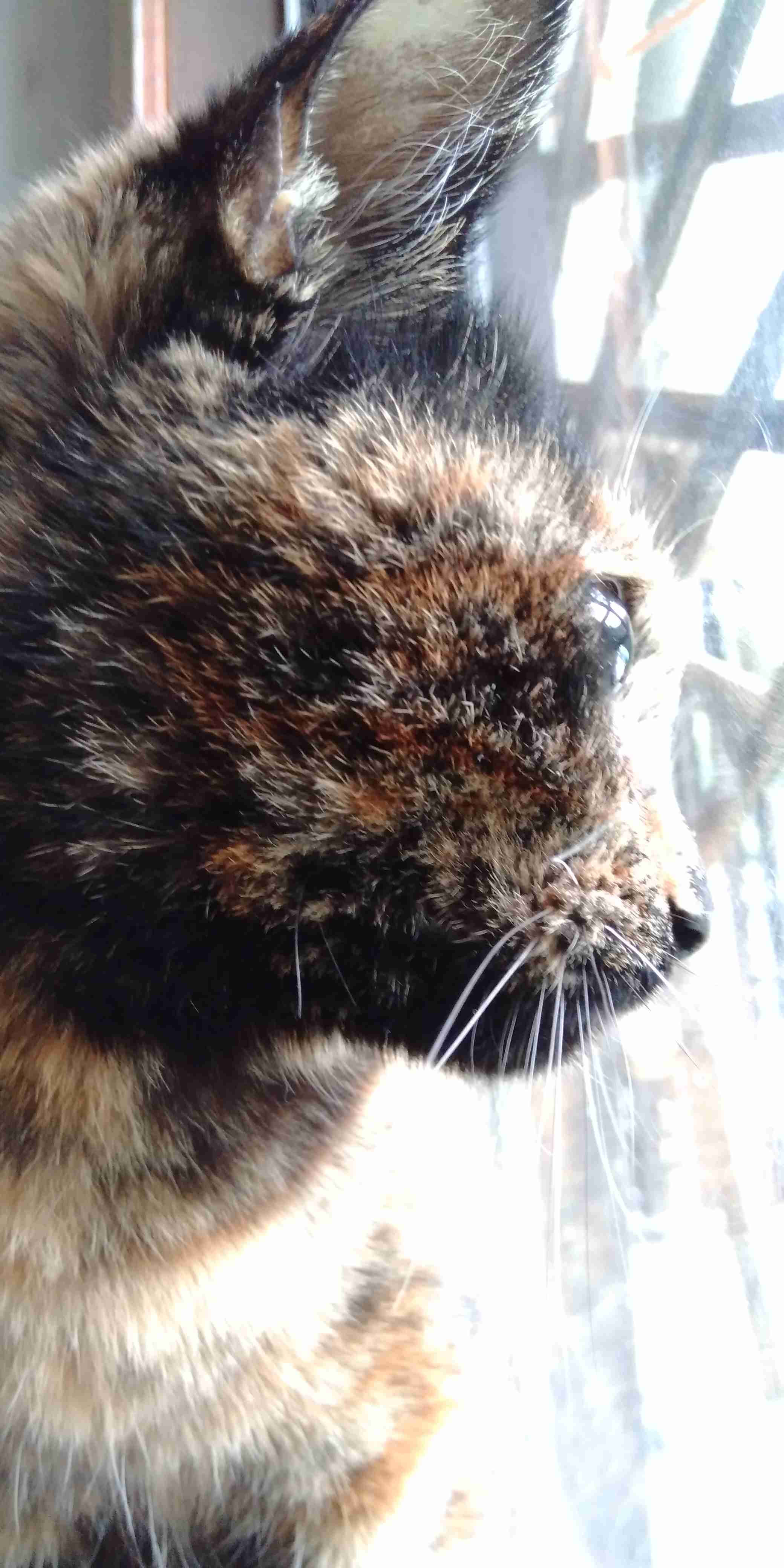 がるちゃん猫カフェ52号店 開店しました♪（初めての方も大歓迎!!）      