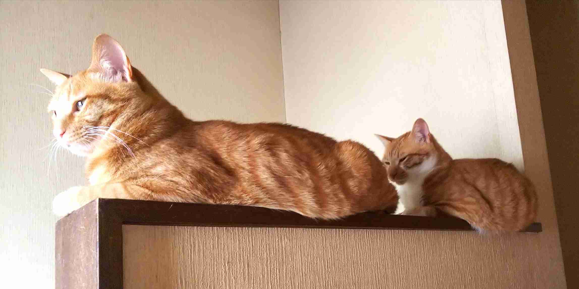 がるちゃん猫カフェ52号店 開店しました♪（初めての方も大歓迎!!）      