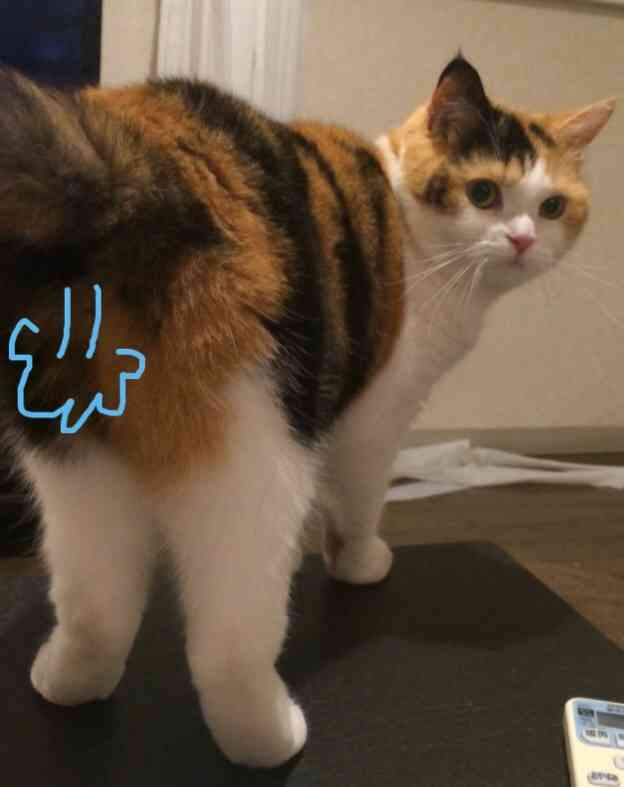 がるちゃん猫カフェ52号店 開店しました♪（初めての方も大歓迎!!）      
