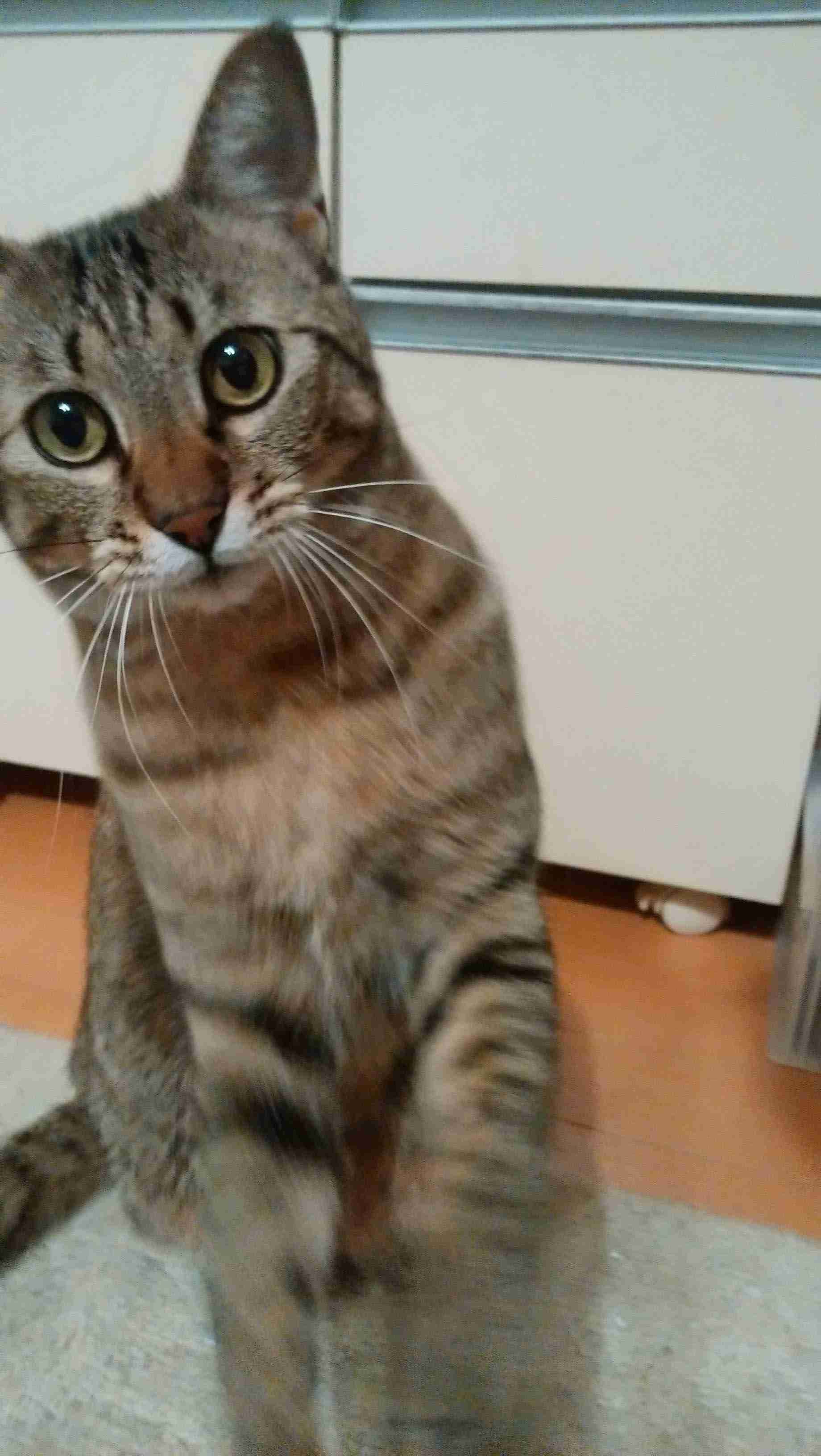 がるちゃん猫カフェ52号店 開店しました♪（初めての方も大歓迎!!）      