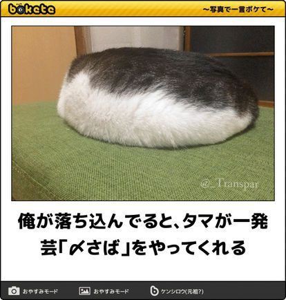 がるちゃん猫カフェ52号店 開店しました♪（初めての方も大歓迎!!）      