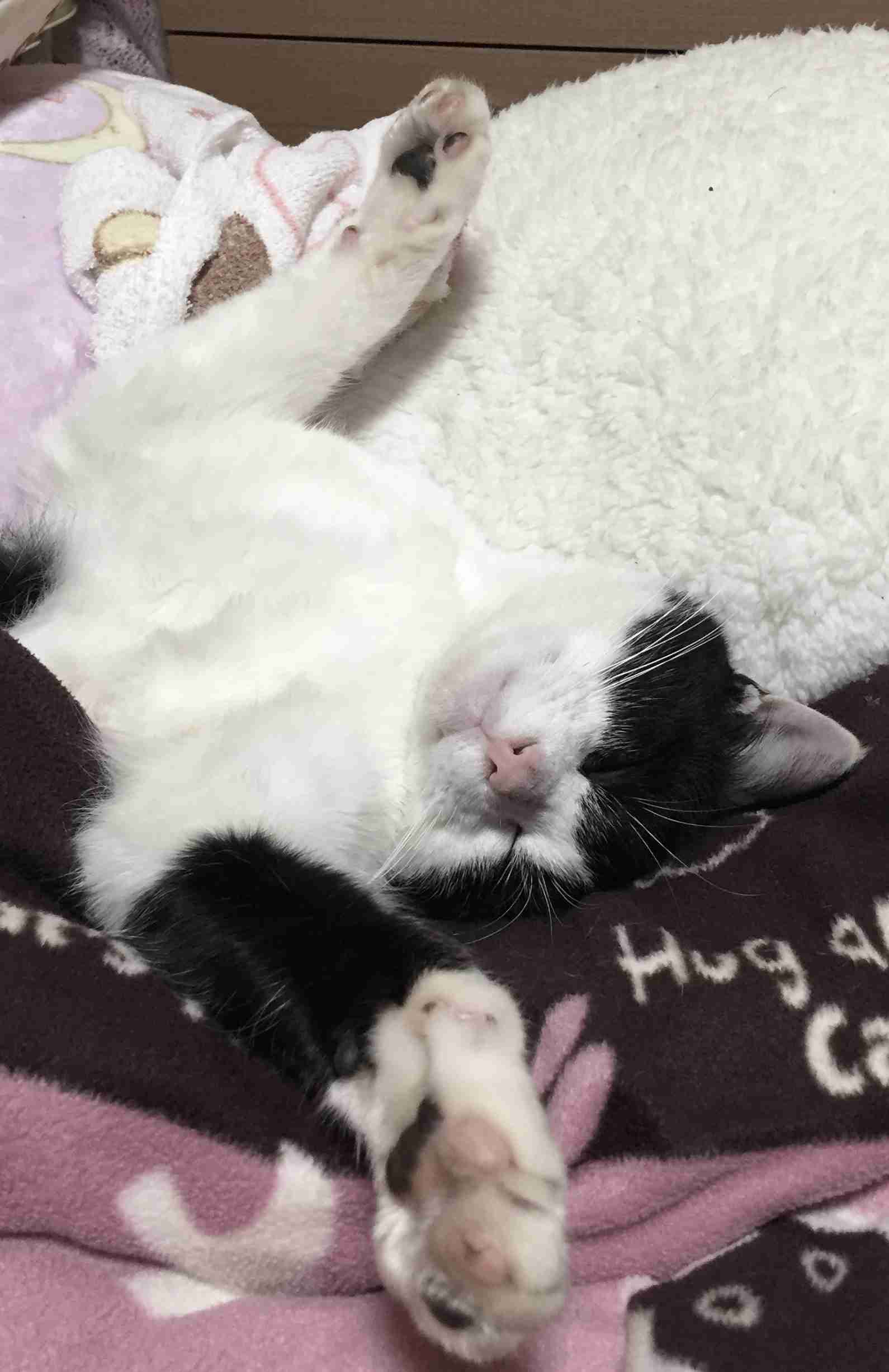 がるちゃん猫カフェ52号店 開店しました♪（初めての方も大歓迎!!）      