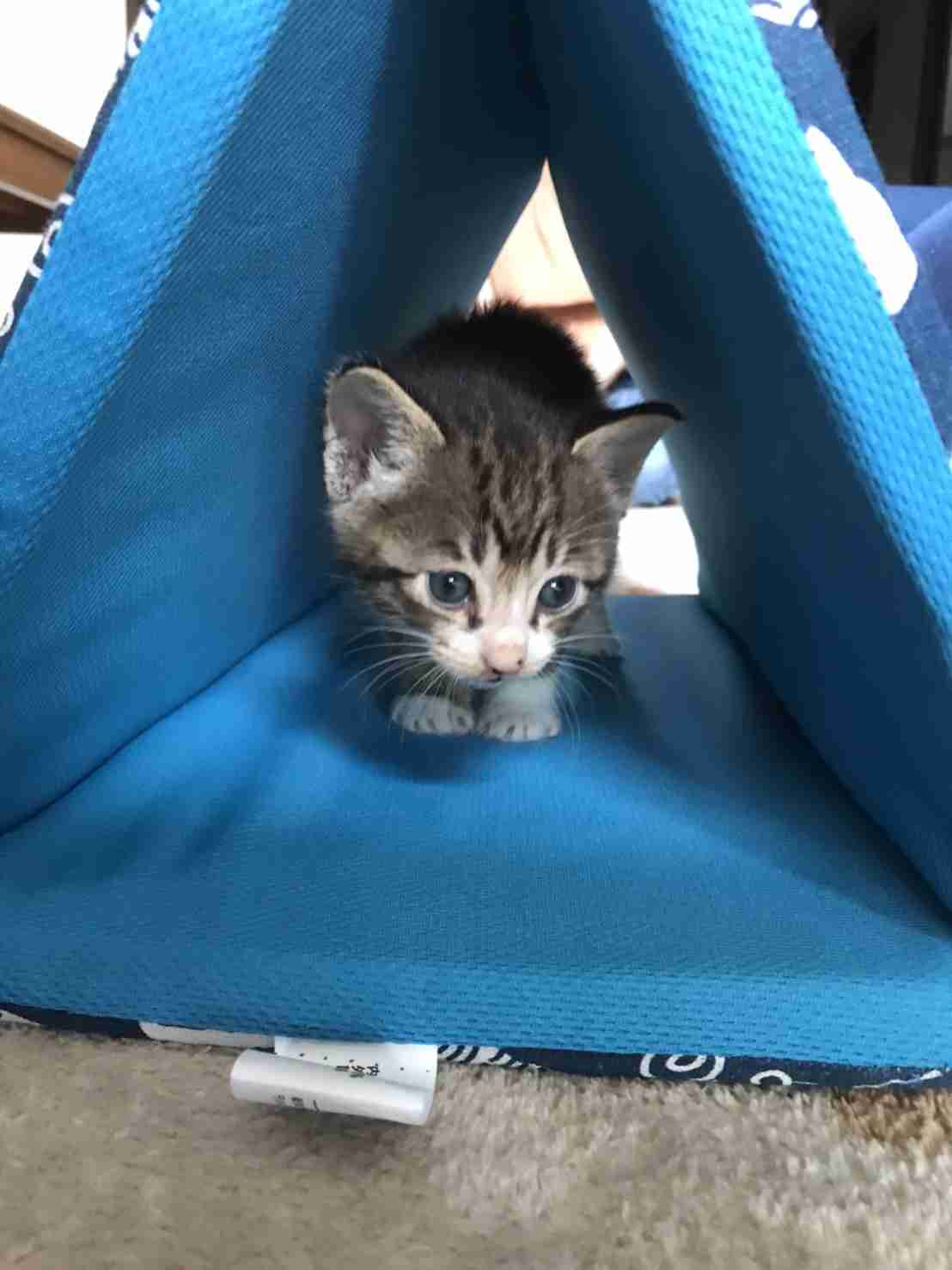 がるちゃん猫カフェ52号店 開店しました♪（初めての方も大歓迎!!）      