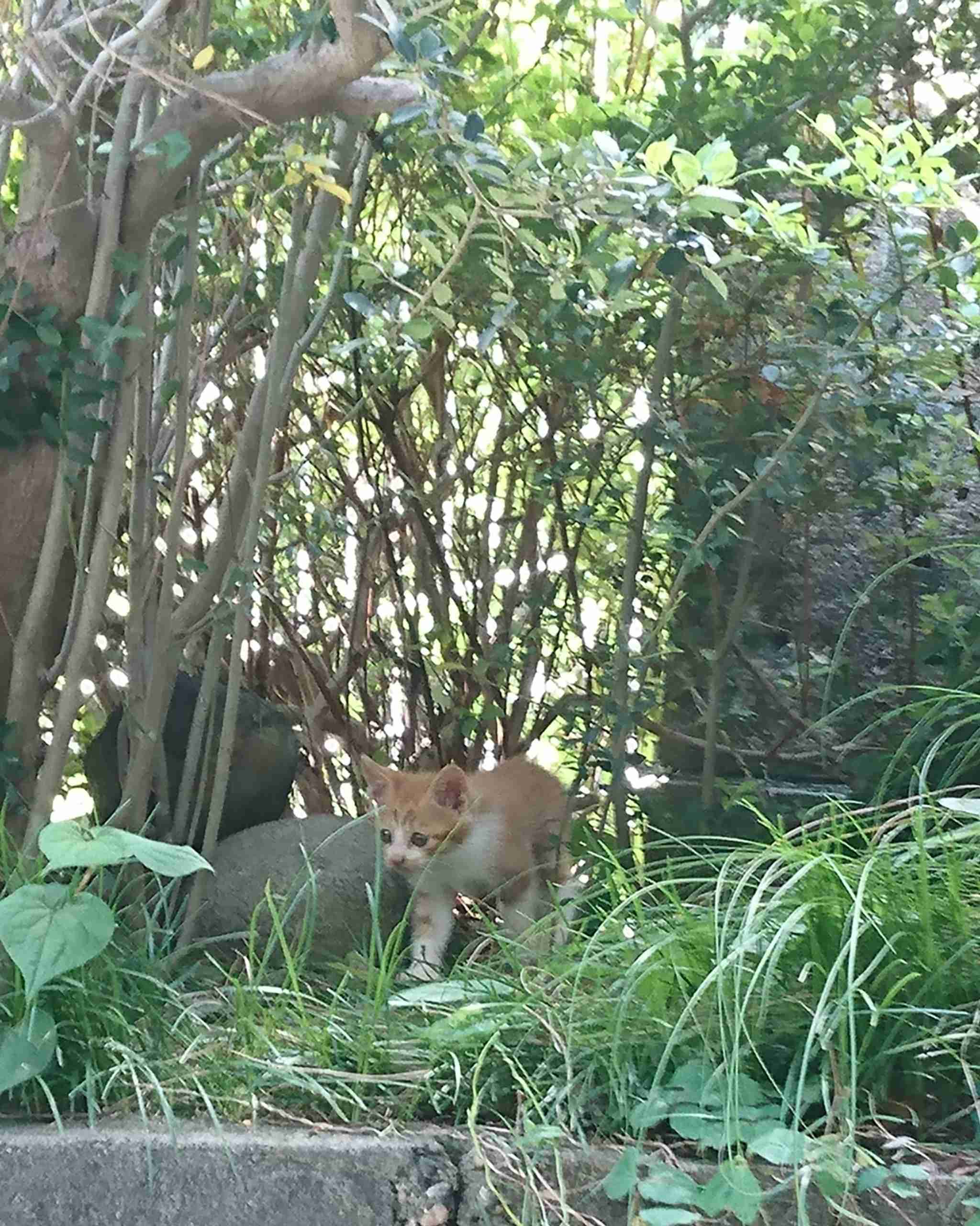 がるちゃん猫カフェ52号店 開店しました♪（初めての方も大歓迎!!）      