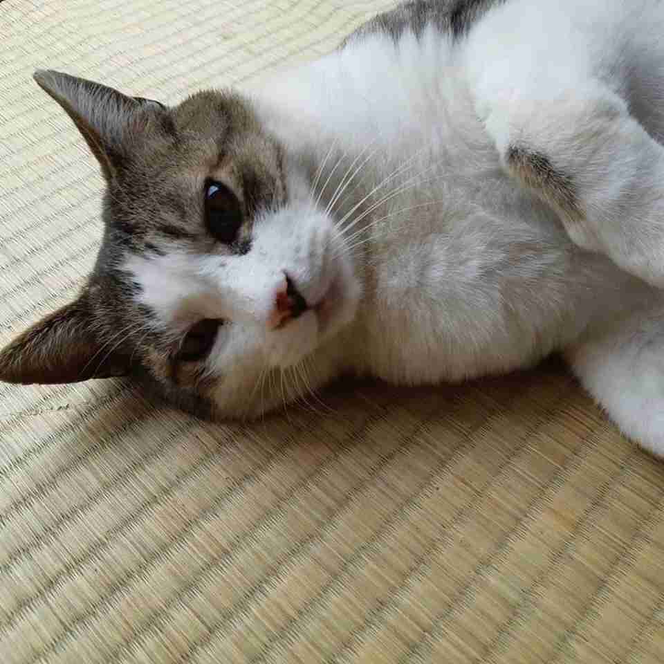 がるちゃん猫カフェ52号店 開店しました♪（初めての方も大歓迎!!）      