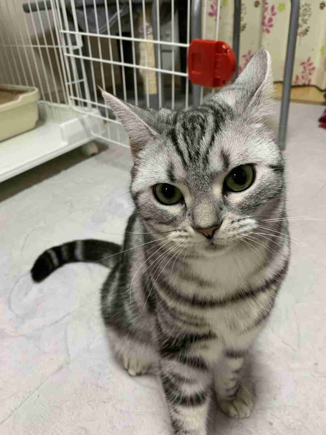 がるちゃん猫カフェ52号店 開店しました♪（初めての方も大歓迎!!）      