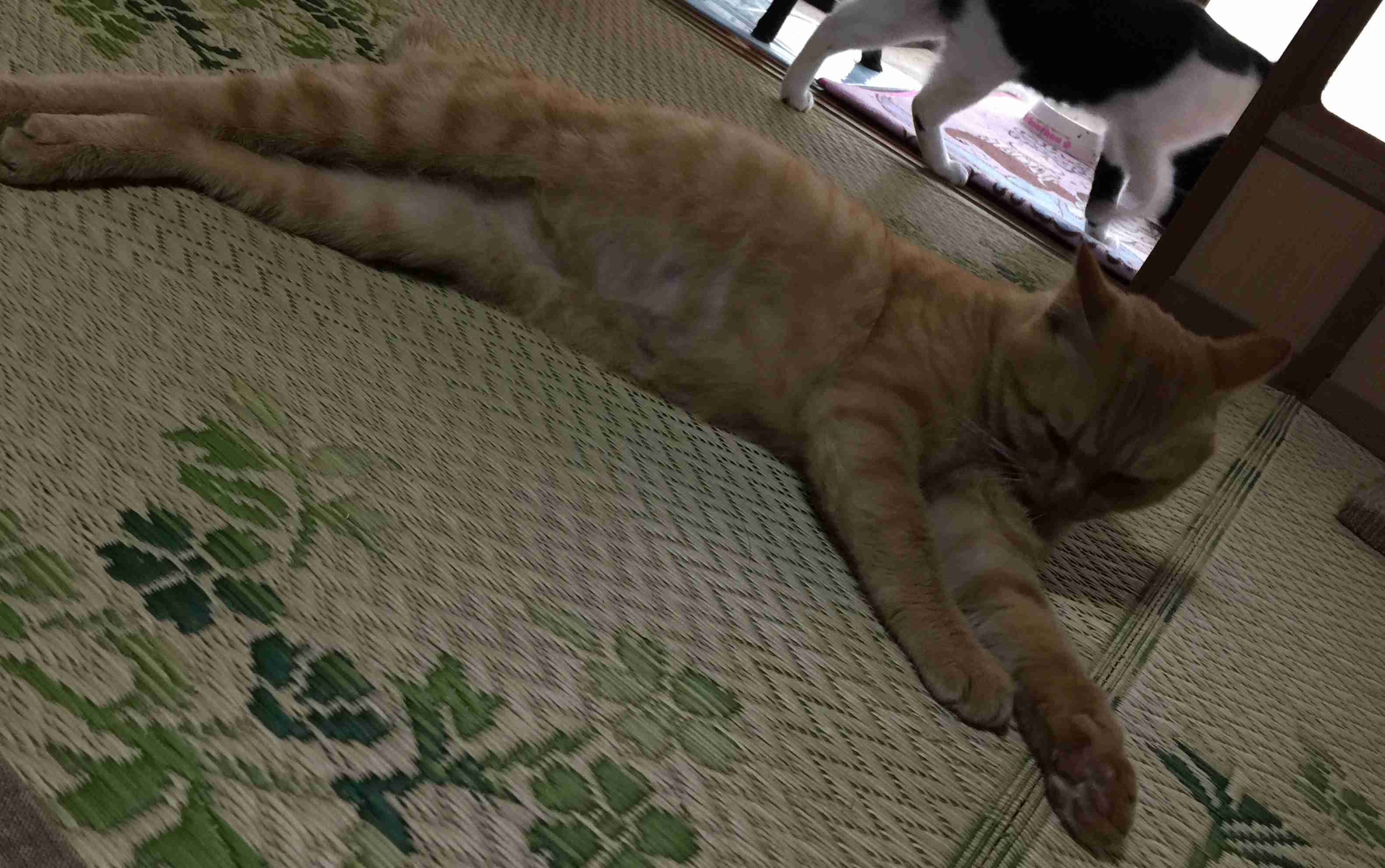 がるちゃん猫カフェ52号店 開店しました♪（初めての方も大歓迎!!）      