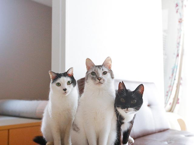 がるちゃん猫カフェ52号店 開店しました♪（初めての方も大歓迎!!）      