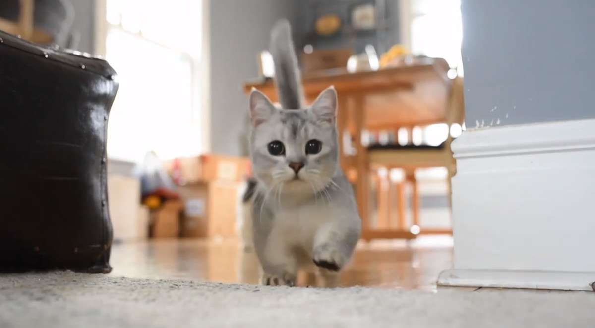 がるちゃん猫カフェ52号店 開店しました♪（初めての方も大歓迎!!）      