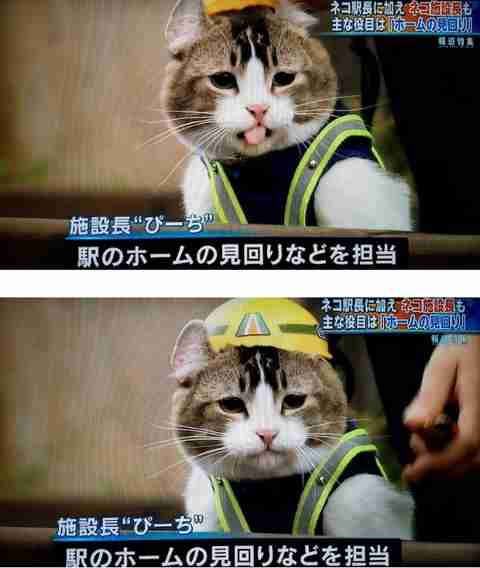 がるちゃん猫カフェ52号店 開店しました♪（初めての方も大歓迎!!）      