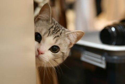 がるちゃん猫カフェ52号店 開店しました♪（初めての方も大歓迎!!）      