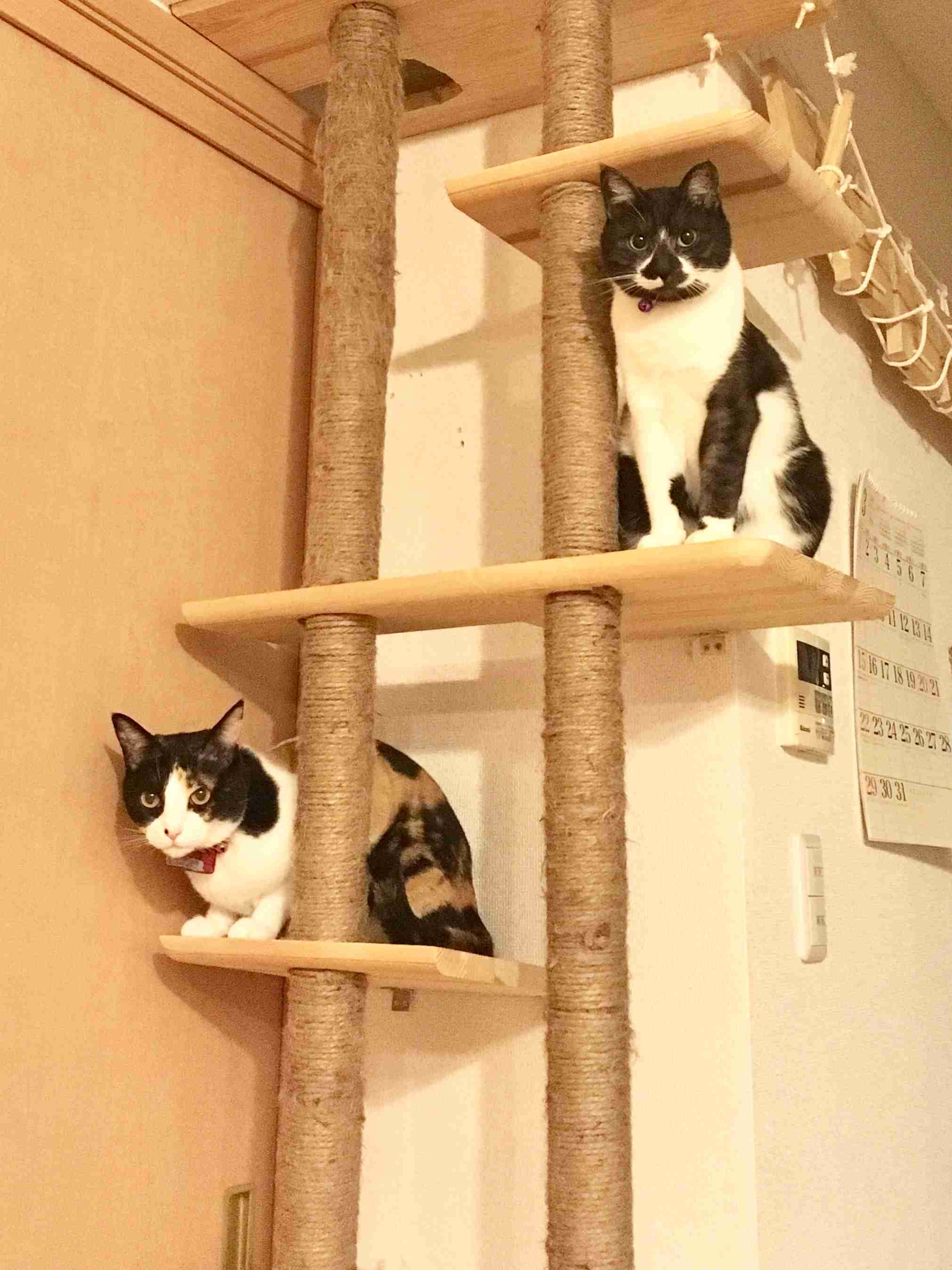 がるちゃん猫カフェ52号店 開店しました♪（初めての方も大歓迎!!）      
