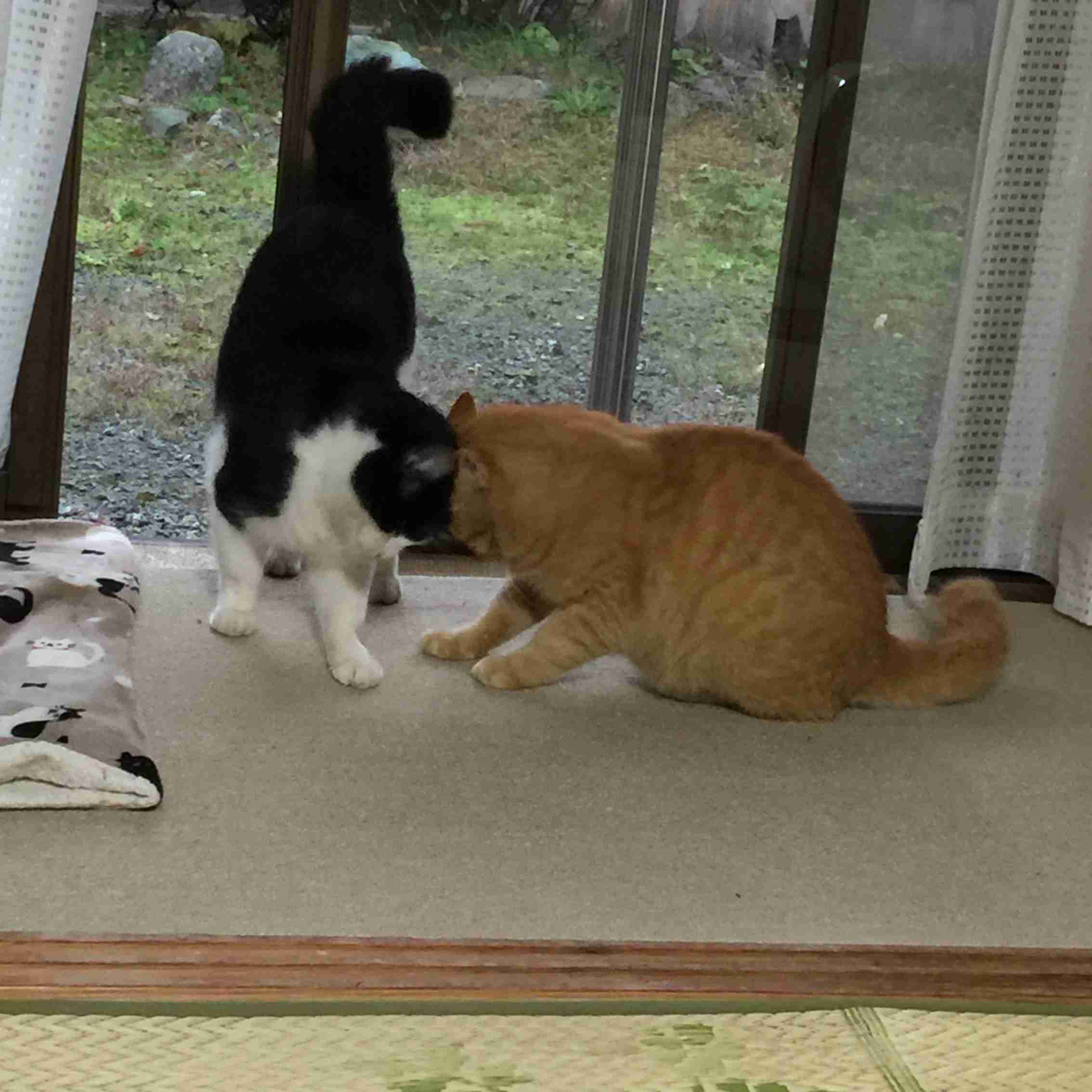がるちゃん猫カフェ52号店 開店しました♪（初めての方も大歓迎!!）      