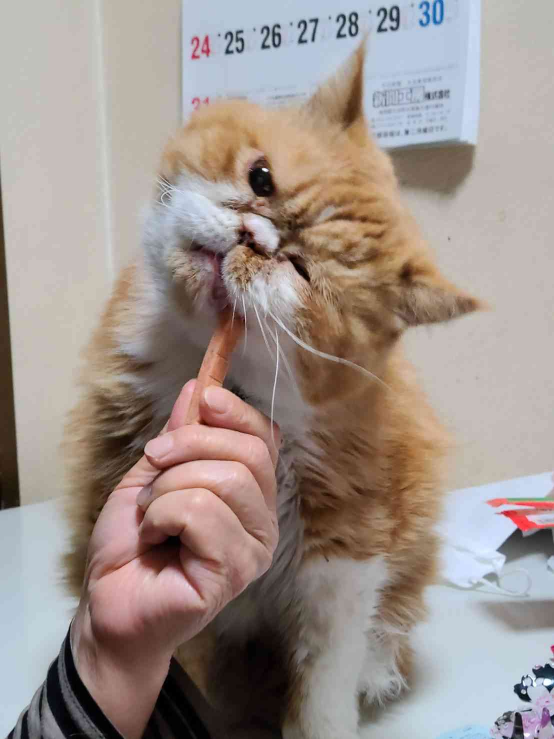 がるちゃん猫カフェ52号店 開店しました♪（初めての方も大歓迎!!）      