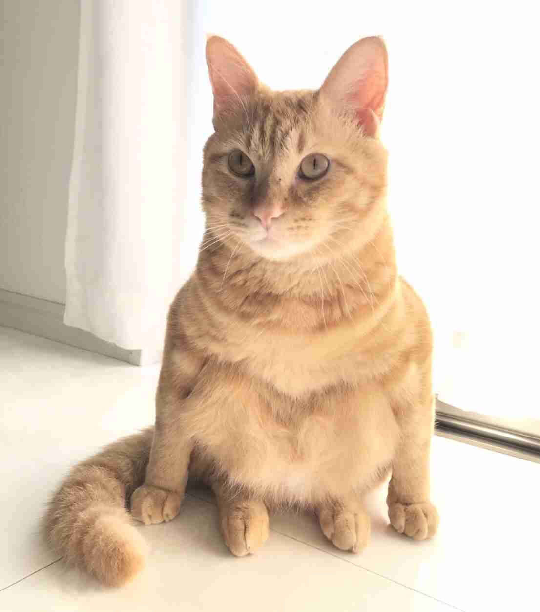がるちゃん猫カフェ52号店 開店しました♪（初めての方も大歓迎!!）      