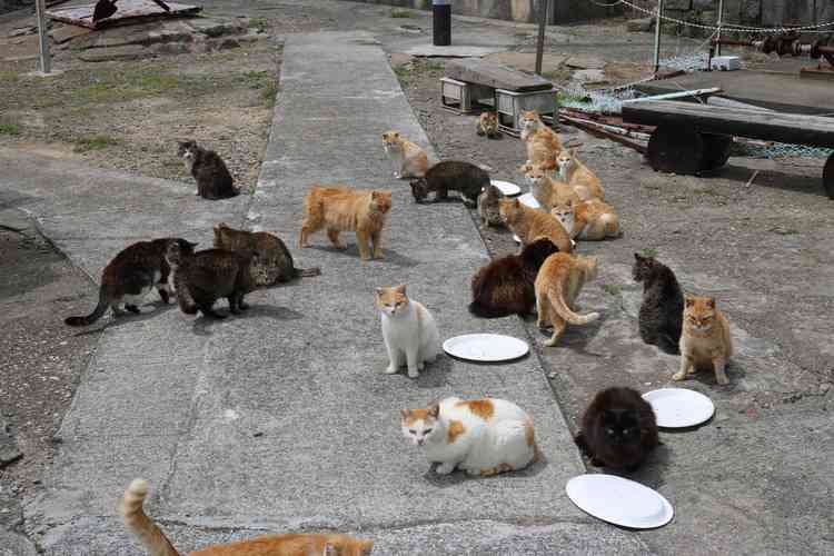 がるちゃん猫カフェ52号店 開店しました♪（初めての方も大歓迎!!）      
