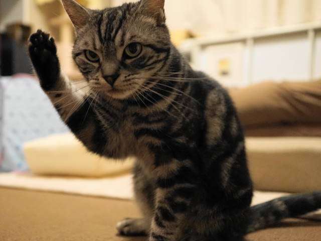 がるちゃん猫カフェ52号店 開店しました♪（初めての方も大歓迎!!）      