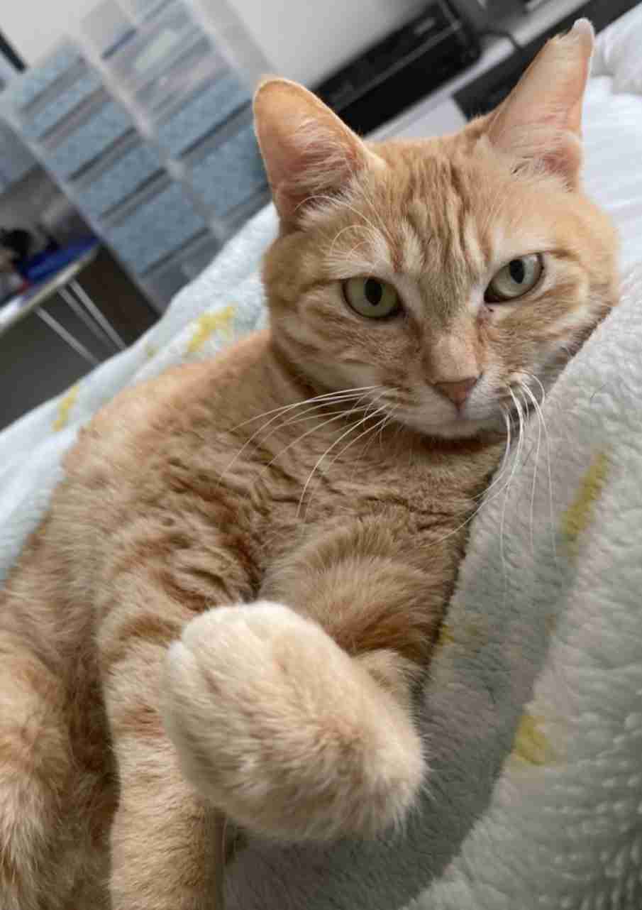 がるちゃん猫カフェ52号店 開店しました♪（初めての方も大歓迎!!）      