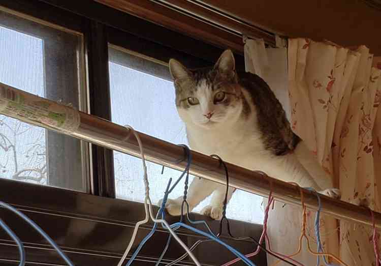 がるちゃん猫カフェ52号店 開店しました♪（初めての方も大歓迎!!）      