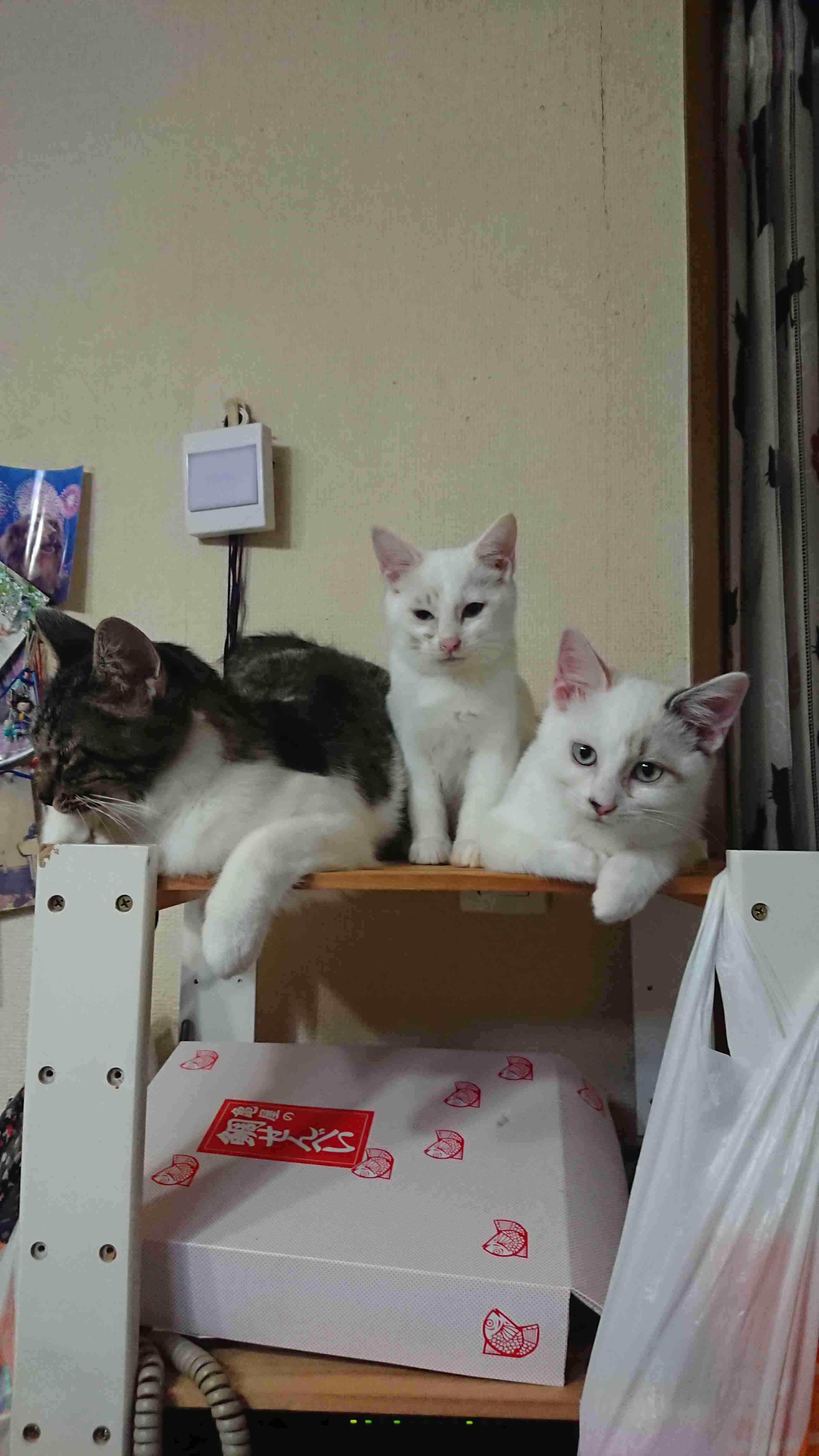 がるちゃん猫カフェ52号店 開店しました♪（初めての方も大歓迎!!）      