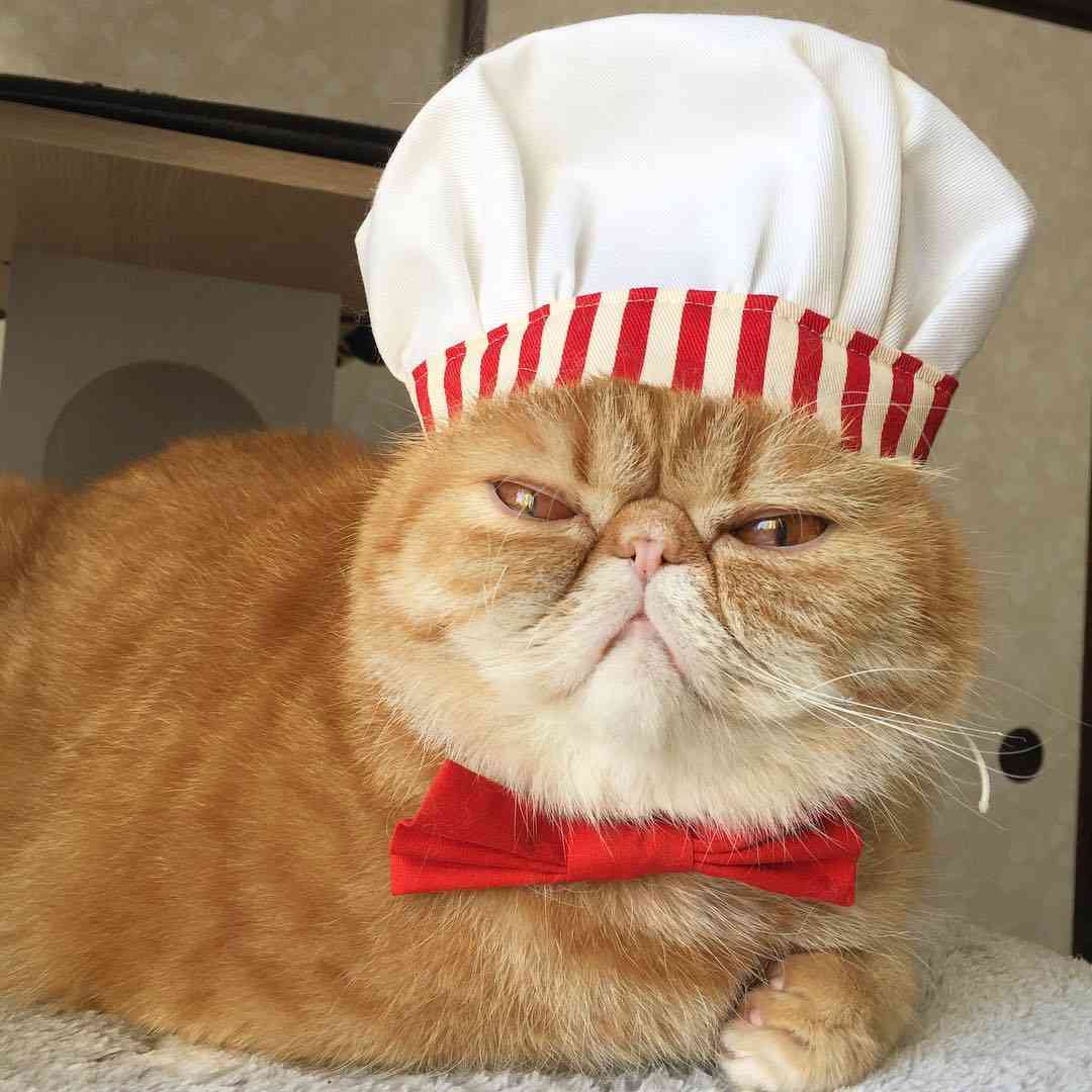 がるちゃん猫カフェ52号店 開店しました♪（初めての方も大歓迎!!）      