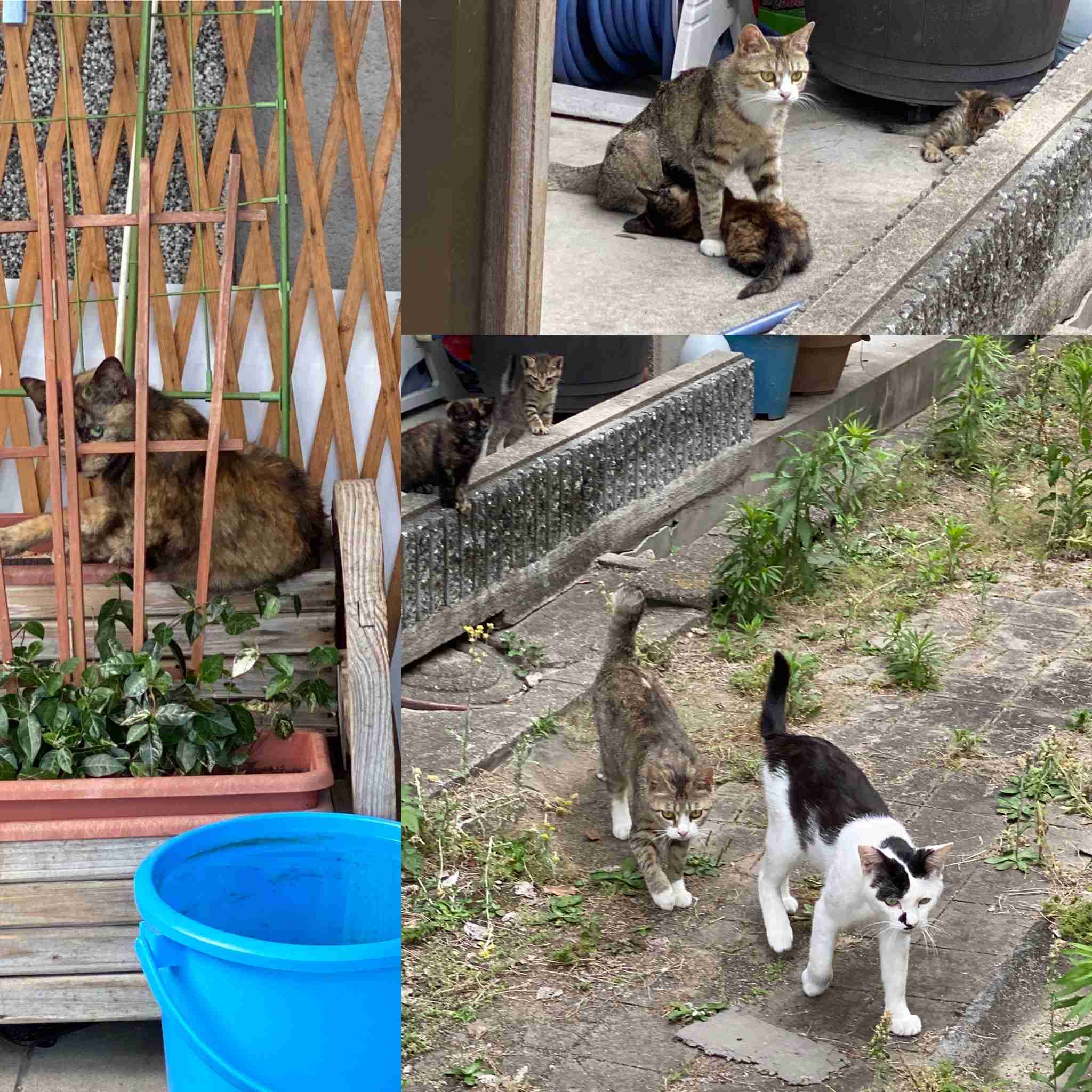 がるちゃん猫カフェ52号店 開店しました♪（初めての方も大歓迎!!）      