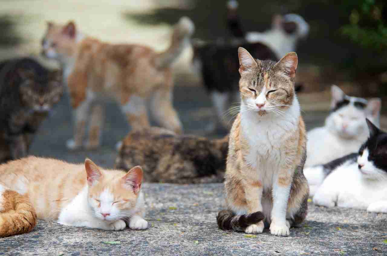 がるちゃん猫カフェ52号店 開店しました♪（初めての方も大歓迎!!）      