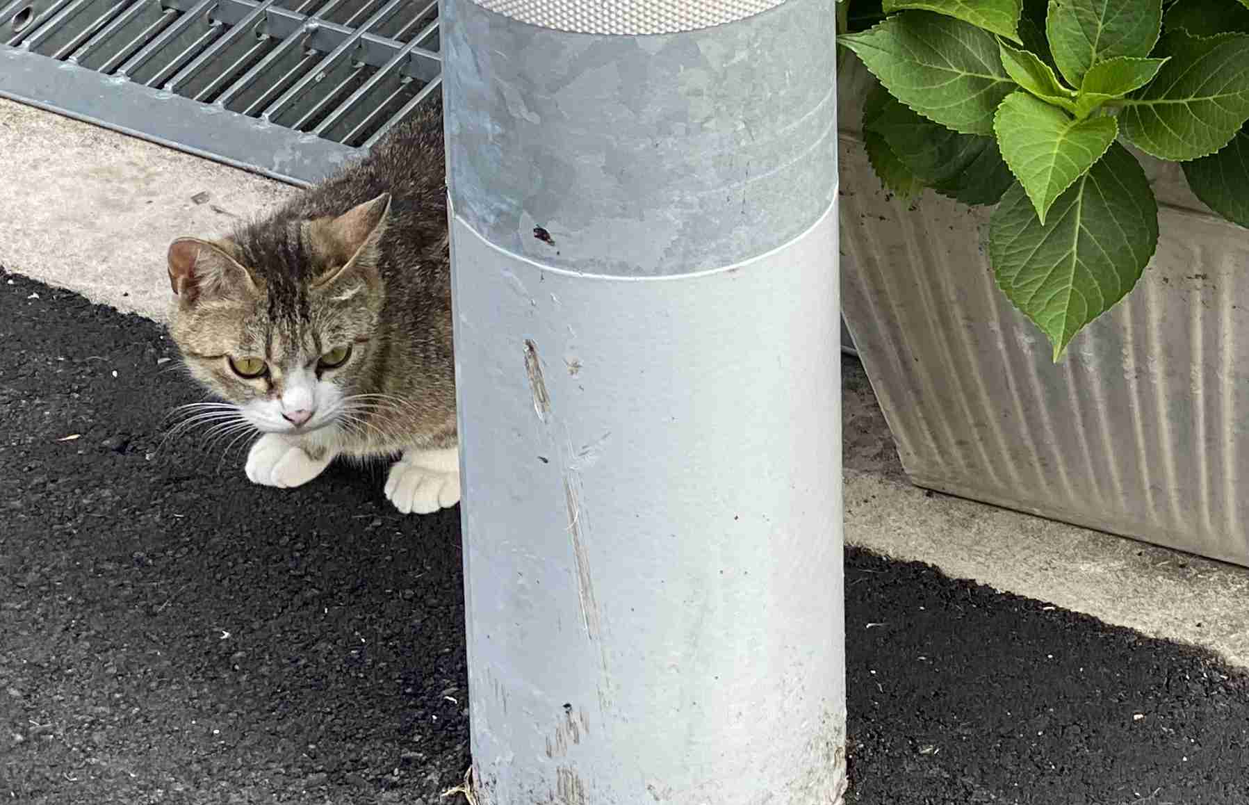 がるちゃん猫カフェ52号店 開店しました♪（初めての方も大歓迎!!）      