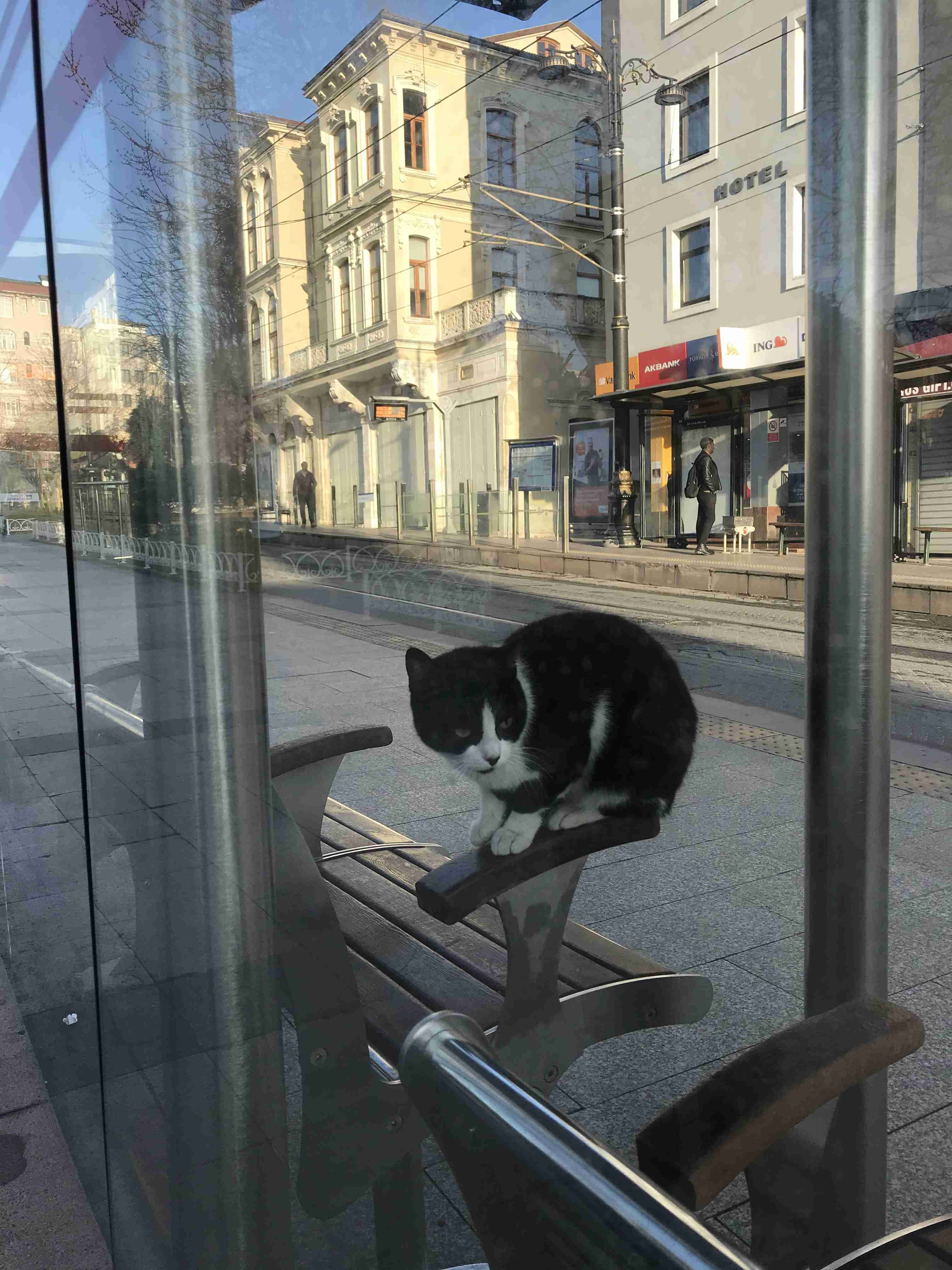 がるちゃん猫カフェ52号店 開店しました♪（初めての方も大歓迎!!）      