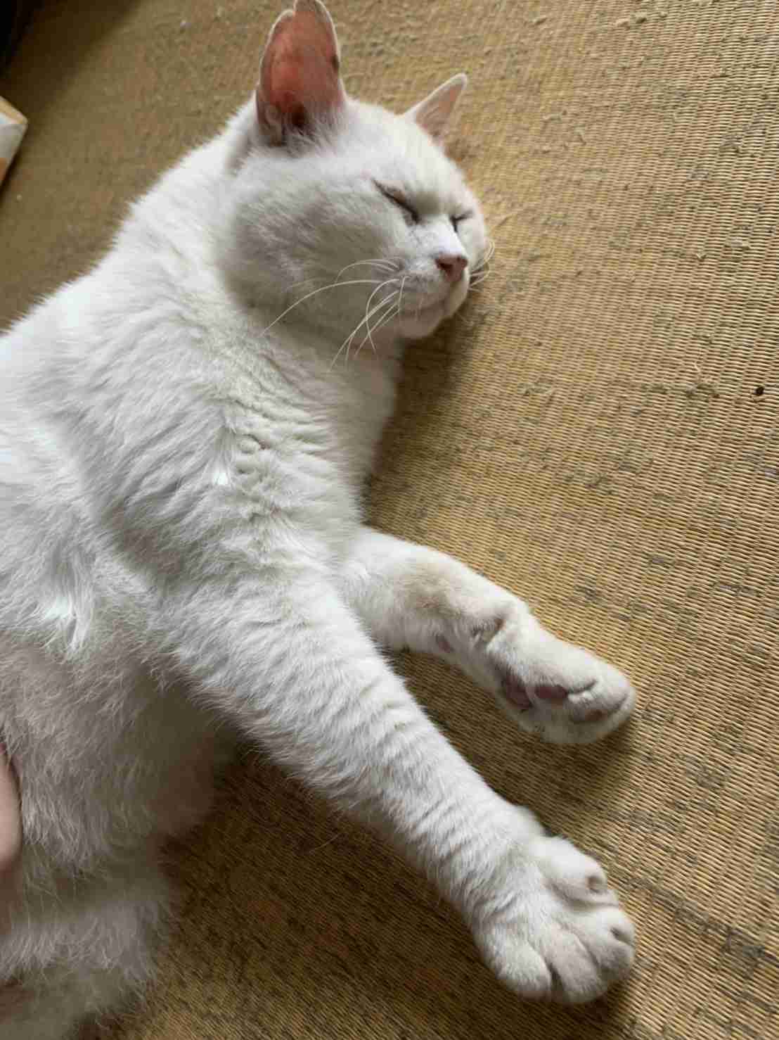 がるちゃん猫カフェ52号店 開店しました♪（初めての方も大歓迎!!）      