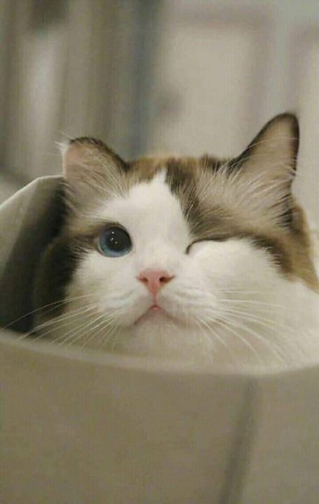がるちゃん猫カフェ52号店 開店しました♪（初めての方も大歓迎!!）      