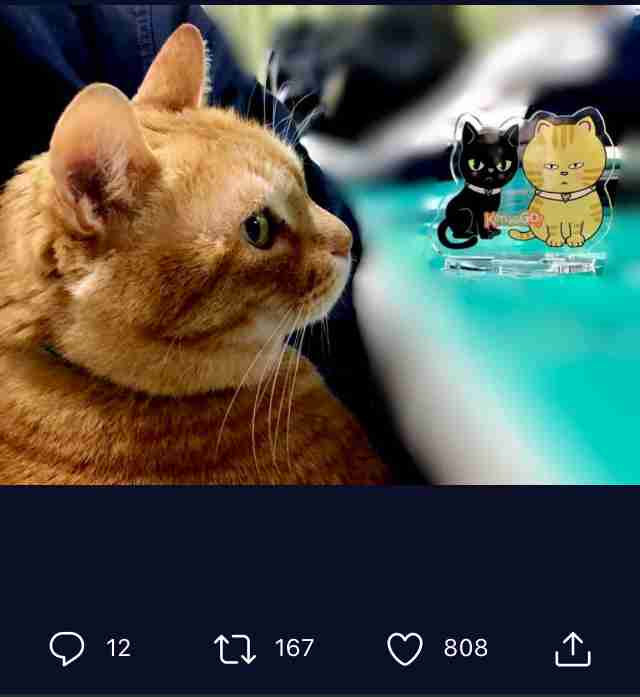 猫と警備員、2カ月ぶりに再会　マスク姿でも分かったよ