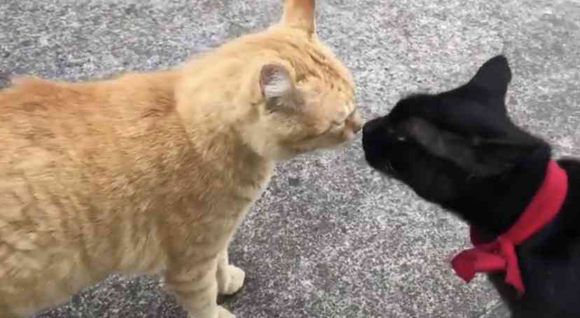 猫と警備員、2カ月ぶりに再会　マスク姿でも分かったよ