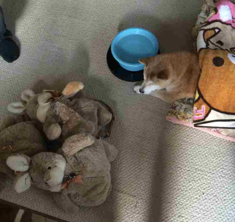 失恋で心療内科
