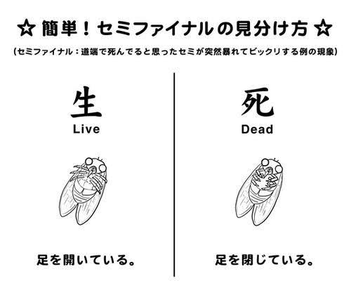【閲覧注意】虫の大量発生
