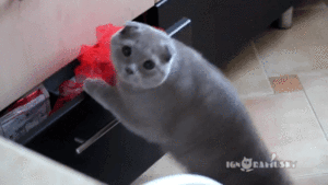 やらかしちゃった動物たち