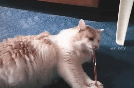 やらかしちゃった動物たち