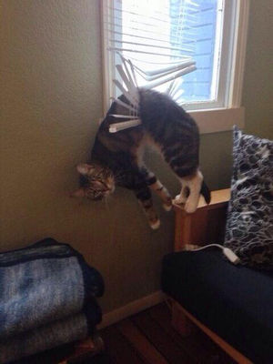 やらかしちゃった動物たち