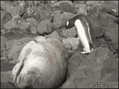 やらかしちゃった動物たち